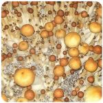 Псилоцибиновые (галлюциногенные)  грибы Psilocybin "Golden Teacher" в Ипатово