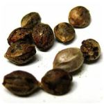 Семена марихуаны АК-47  (Seeds AK-47) в Ипатово